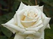 Realistic White Rose unknow artist